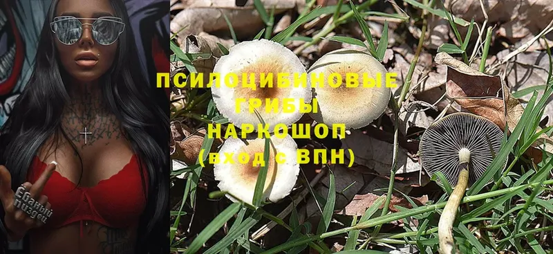 Псилоцибиновые грибы Magic Shrooms Беломорск